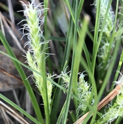Carex breviculmis (Short-Stem Sedge) at Hughes Garran Woodland - 19 Sep 2022 by Tapirlord