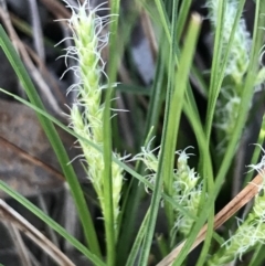 Carex breviculmis at Garran, ACT - 19 Sep 2022