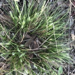 Carex breviculmis at Garran, ACT - 19 Sep 2022 05:09 PM