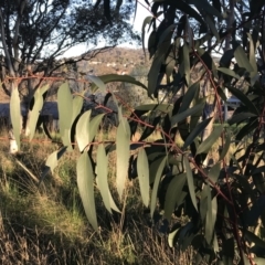 Eucalyptus pauciflora subsp. pauciflora (White Sally, Snow Gum) at Red Hill to Yarralumla Creek - 19 Sep 2022 by Tapirlord