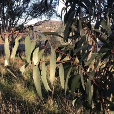 Eucalyptus pauciflora subsp. pauciflora (White Sally, Snow Gum) at Garran, ACT - 19 Sep 2022 by Tapirlord