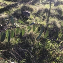 Eucalyptus pauciflora subsp. pauciflora at Red Hill to Yarralumla Creek - 19 Sep 2022