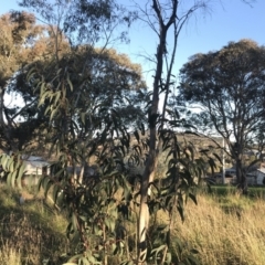 Eucalyptus pauciflora subsp. pauciflora at Garran, ACT - 19 Sep 2022