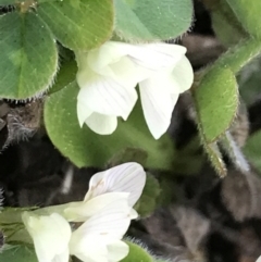 Trifolium subterraneum (Subterranean Clover) at Hughes Garran Woodland - 19 Sep 2022 by Tapirlord