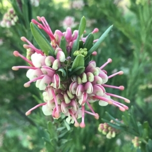 Grevillea iaspicula at Garran, ACT - 19 Sep 2022