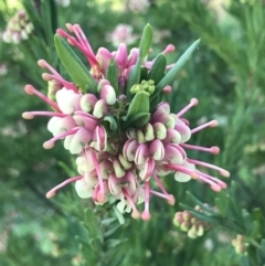 Grevillea iaspicula at Garran, ACT - 19 Sep 2022