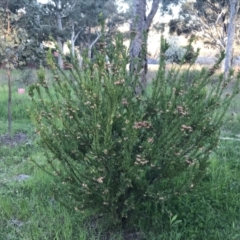 Grevillea iaspicula at Garran, ACT - 19 Sep 2022