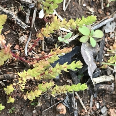 Crassula sieberiana (Austral Stonecrop) at Hughes, ACT - 19 Sep 2022 by Tapirlord