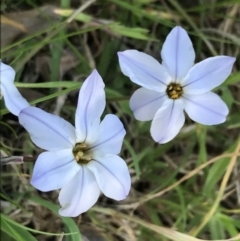 Ipheion uniflorum (Spring Star-flower) at Hughes, ACT - 19 Sep 2022 by Tapirlord