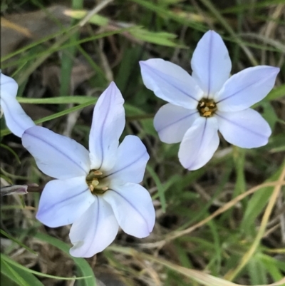 Ipheion uniflorum (Spring Star-flower) at Hughes, ACT - 19 Sep 2022 by Tapirlord