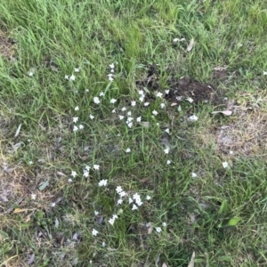 Ipheion uniflorum at Hughes, ACT - 19 Sep 2022