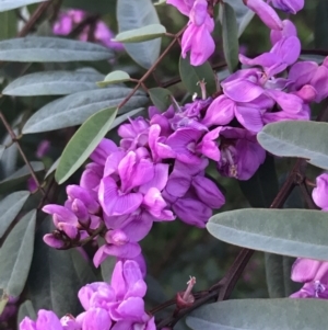 Indigofera australis subsp. australis at Hughes, ACT - 19 Sep 2022