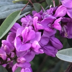 Indigofera australis subsp. australis at Hughes, ACT - 19 Sep 2022