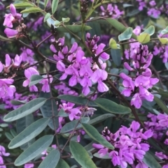 Indigofera australis subsp. australis at Hughes, ACT - 19 Sep 2022