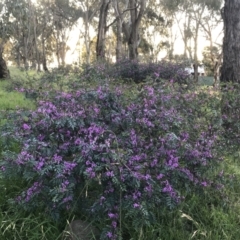 Indigofera australis subsp. australis at Hughes, ACT - 19 Sep 2022