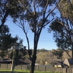 Eucalyptus albens at Hughes Garran Woodland - 19 Sep 2022