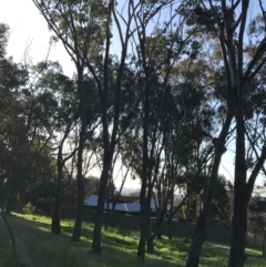 Eucalyptus albens at Hughes Garran Woodland - 19 Sep 2022