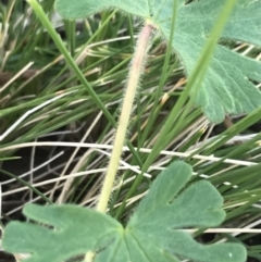 Geranium solanderi var. solanderi at Hughes, ACT - 19 Sep 2022 04:47 PM