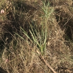 Dianella sp. aff. longifolia (Benambra) (Pale Flax Lily, Blue Flax Lily) at Hughes Garran Woodland - 19 Sep 2022 by Tapirlord