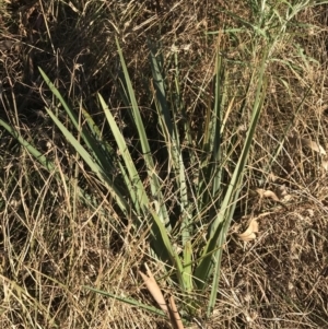 Dianella sp. aff. longifolia (Benambra) at Garran, ACT - 19 Sep 2022