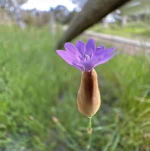 Petrorhagia nanteuilii at Aranda, ACT - 4 Nov 2022