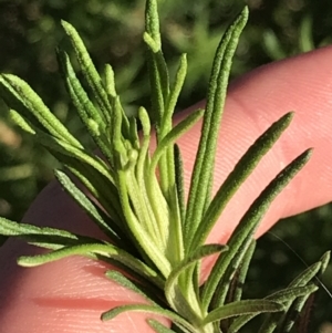 Cassinia aculeata subsp. aculeata at Garran, ACT - 19 Sep 2022