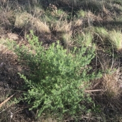 Cassinia aculeata subsp. aculeata at Garran, ACT - 19 Sep 2022 04:46 PM