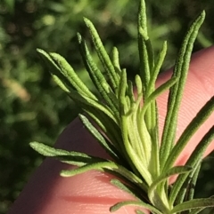 Cassinia aculeata subsp. aculeata at Garran, ACT - 19 Sep 2022