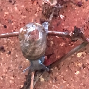 Cornu aspersum at Acton, ACT - 15 Sep 2022 04:49 PM