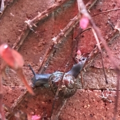 Cornu aspersum at Acton, ACT - 15 Sep 2022