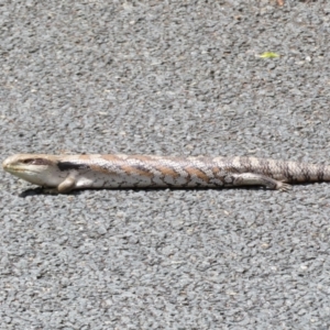 Tiliqua scincoides scincoides at Macgregor, ACT - 4 Nov 2022 02:17 PM