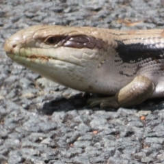 Tiliqua scincoides scincoides at Macgregor, ACT - 4 Nov 2022 02:17 PM