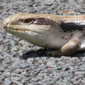 Tiliqua scincoides scincoides at Macgregor, ACT - 4 Nov 2022 02:17 PM