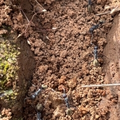 Camponotus suffusus (Golden-tailed sugar ant) at QPRC LGA - 4 Nov 2022 by Mavis