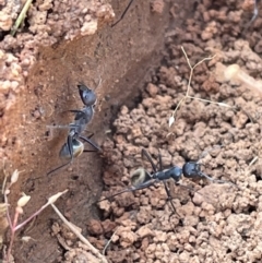 Camponotus suffusus at Jerrabomberra, NSW - 4 Nov 2022