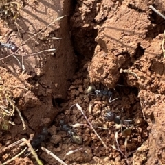 Camponotus suffusus at Jerrabomberra, NSW - 4 Nov 2022