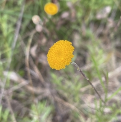 Leptorhynchos squamatus (Scaly Buttons) at Jerrabomberra, NSW - 4 Nov 2022 by Mavis