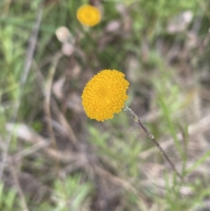 Leptorhynchos squamatus at Jerrabomberra, NSW - 4 Nov 2022