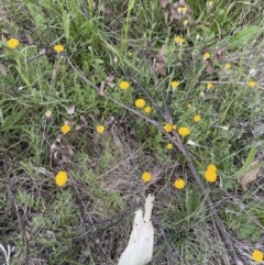 Leptorhynchos squamatus at Jerrabomberra, NSW - 4 Nov 2022