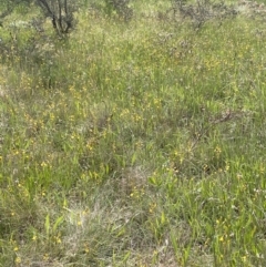 Bulbine bulbosa (Golden Lily, Bulbine Lily) at Jerrabomberra, NSW - 4 Nov 2022 by Mavis