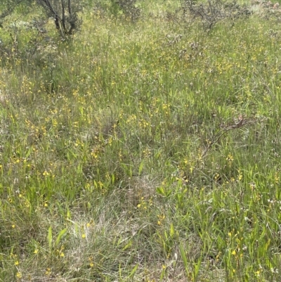 Bulbine bulbosa (Golden Lily, Bulbine Lily) at Jerrabomberra, NSW - 4 Nov 2022 by Mavis