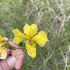 Goodenia pinnatifida at Jerrabomberra, NSW - 4 Nov 2022