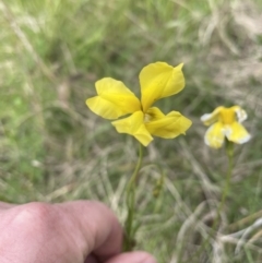 Goodenia pinnatifida at Jerrabomberra, NSW - 4 Nov 2022