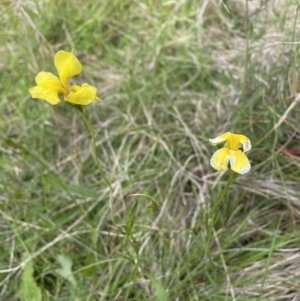 Goodenia pinnatifida at Jerrabomberra, NSW - 4 Nov 2022