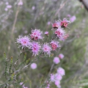 Kunzea parvifolia at Jerrabomberra, NSW - 4 Nov 2022