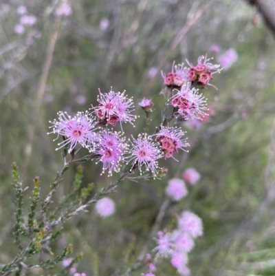Kunzea parvifolia (Violet Kunzea) at Jerrabomberra, NSW - 4 Nov 2022 by Mavis