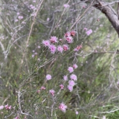 Kunzea parvifolia at Jerrabomberra, NSW - 4 Nov 2022