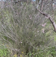 Kunzea parvifolia at Jerrabomberra, NSW - 4 Nov 2022