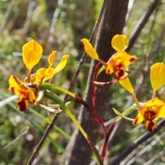 Diuris semilunulata (Late Leopard Orchid) at Wanniassa Hill - 4 Nov 2022 by Mike