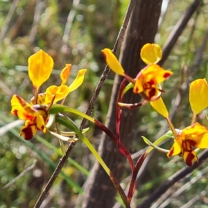 Diuris semilunulata at Jerrabomberra, ACT - 4 Nov 2022